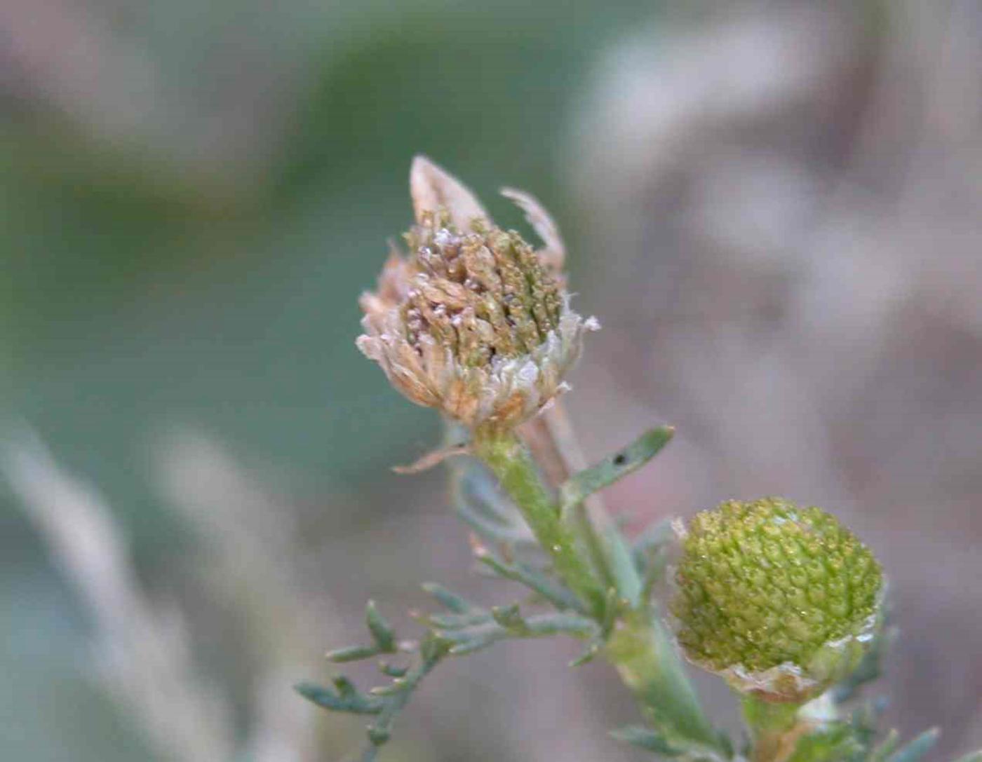 Mayweed, Rayless, Pineapple weed fruit